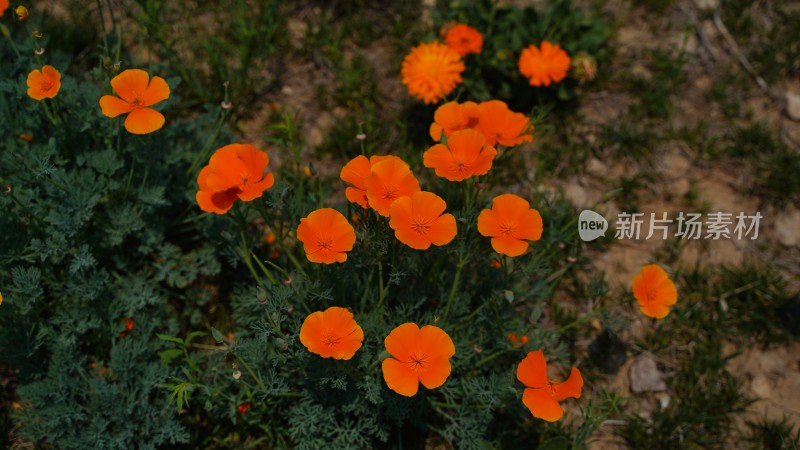 花菱草素材