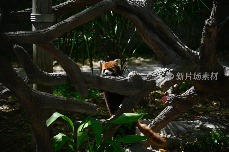 小熊猫藏身于树枝间