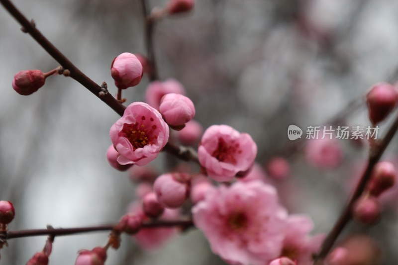 粉色梅花特写