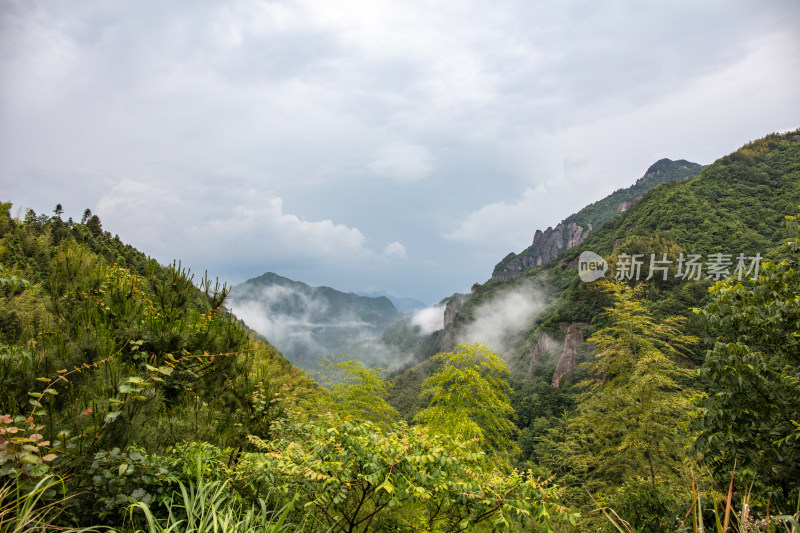 山间林海