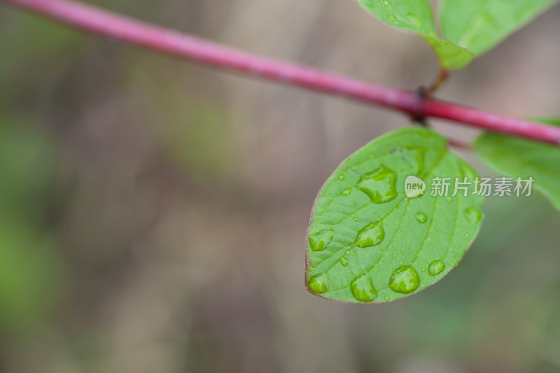 雨后的绿叶和上面的水珠