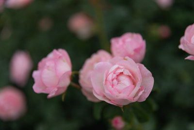 玫瑰花、月季花