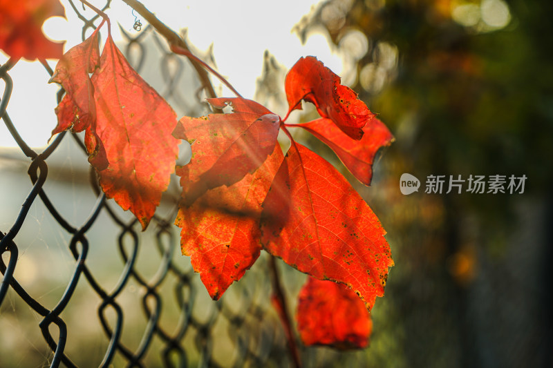 红色爬山虎树叶