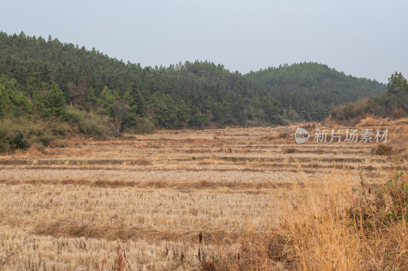 开阔的田野与茂密山林自然景象