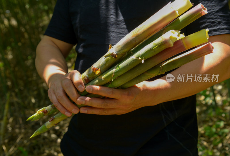 人手持新鲜竹笋素材特写