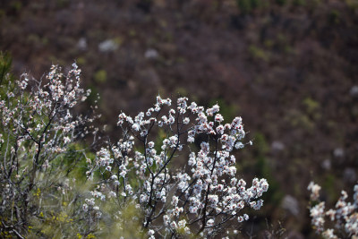 春天山里的山桃花景色