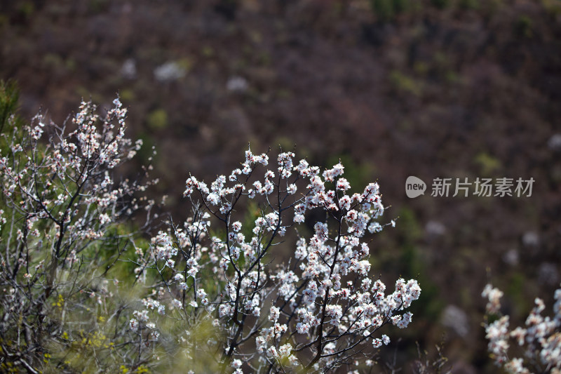 春天山里的山桃花景色