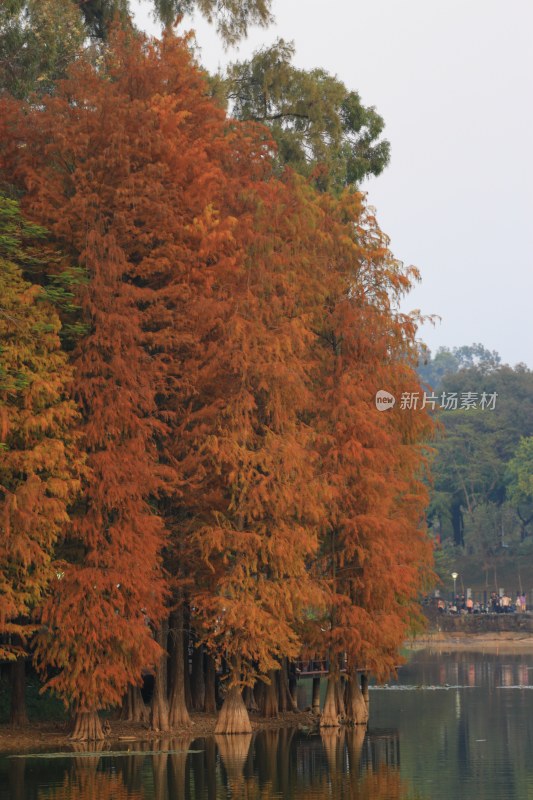 湖边橙红色水杉树景观