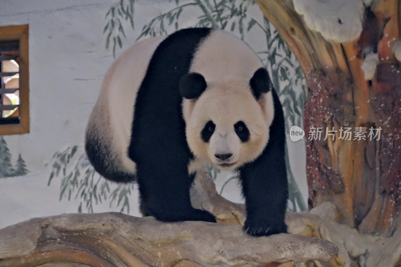 紫清湖动物园的大熊猫暖暖等