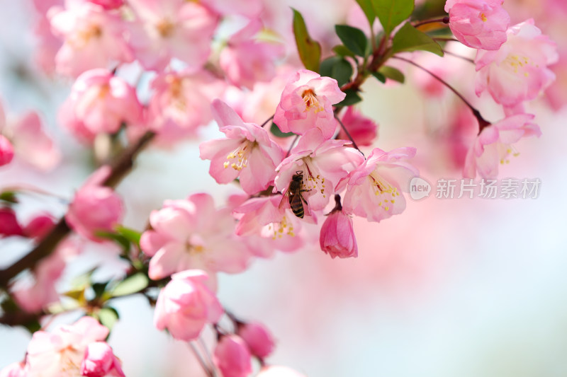 蜜蜂在春天阳光下的海棠花上采蜜