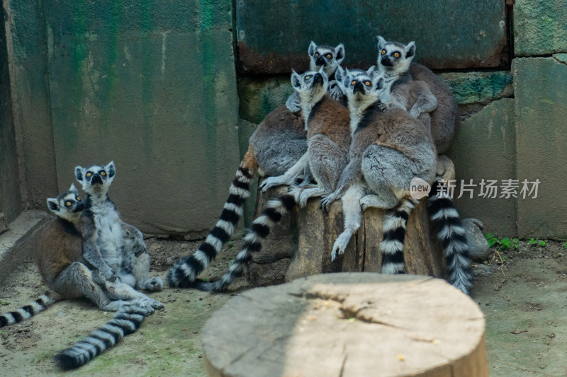 一群环尾狐猴在休息