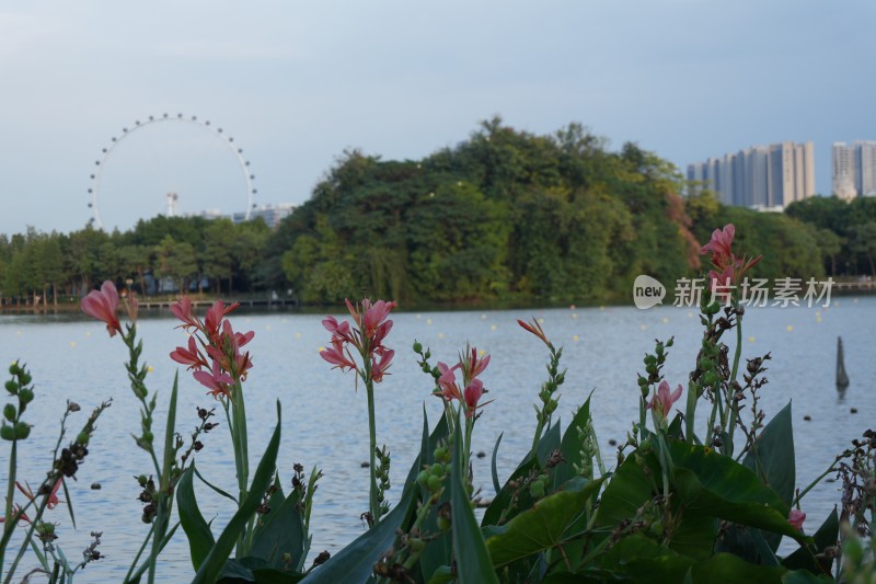 顺峰山公园蕉芋花