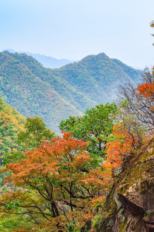 河南省洛阳白云山九龙潭秋天山谷红叶风景