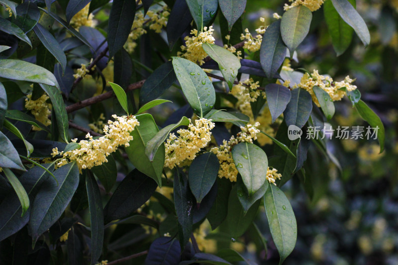 金桂花枝背景素材