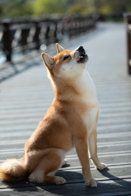 一只坐在栈道上的快乐柴犬