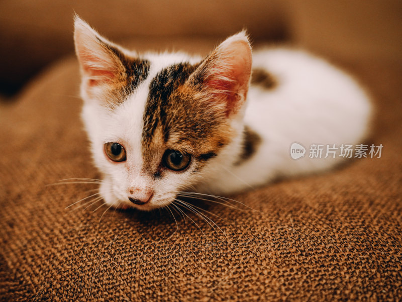 室内自在玩耍的三花小奶猫