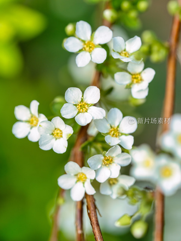 春天的绣线菊小白花特写