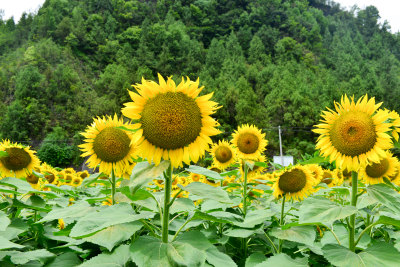 美丽田野田园太阳花葵花花朵向日葵