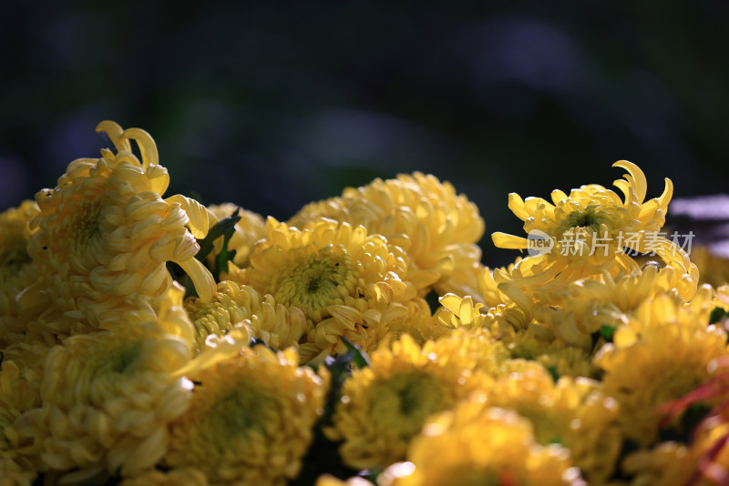 杭州植物园菊花展盛开的黄色菊花特写