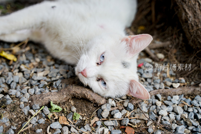 白色的猫躺在街道边休息