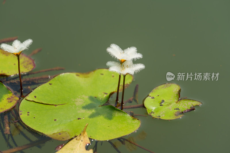 水生植物金银莲花的花朵