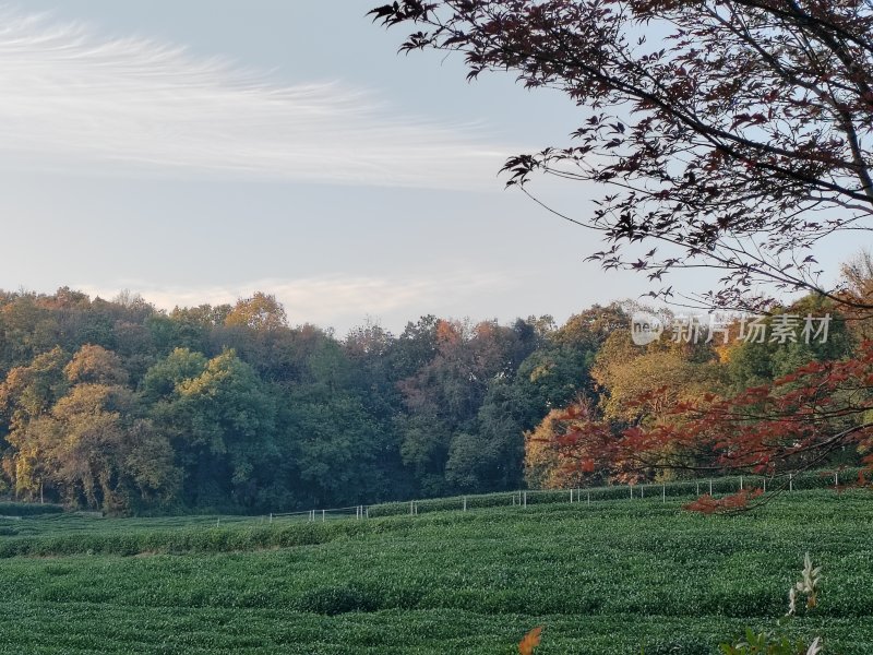 山林间的茶园风景