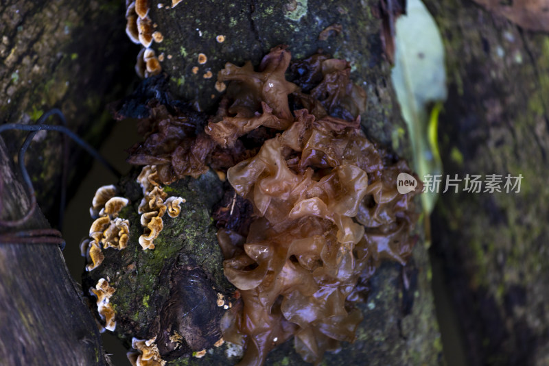 大自然森林生态环境白木耳特写