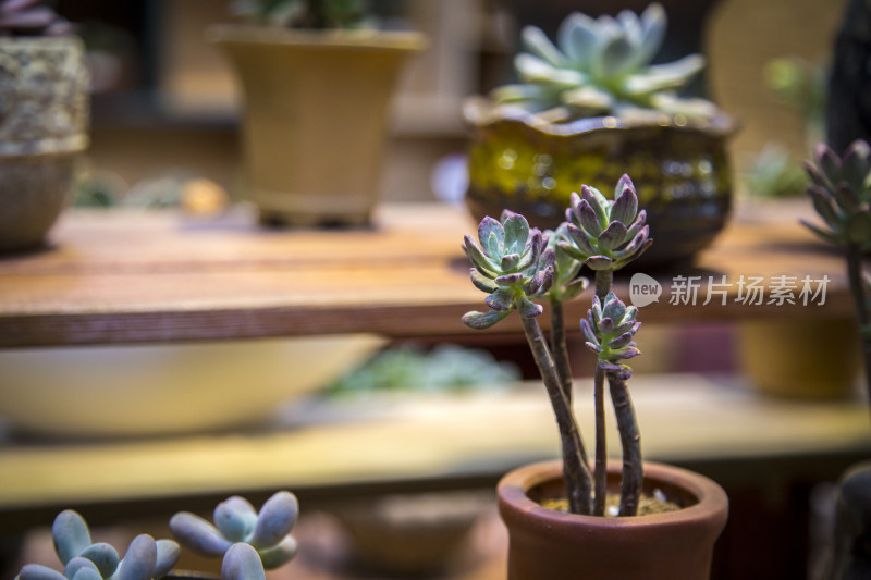 多肉植物盆栽盆景绿色植物