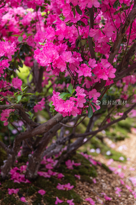 映山红、杜鹃花