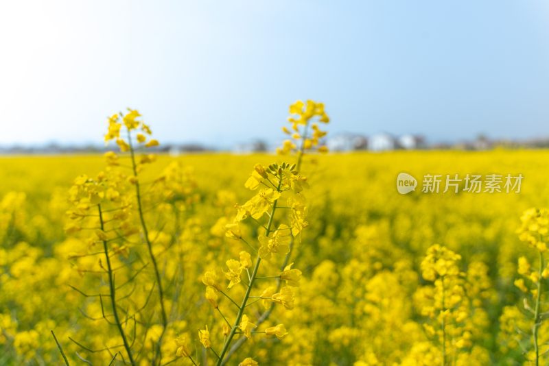 油菜花田