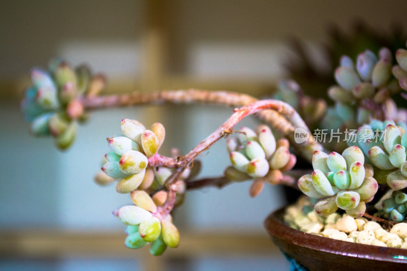 多肉植物盆栽盆景绿色植物