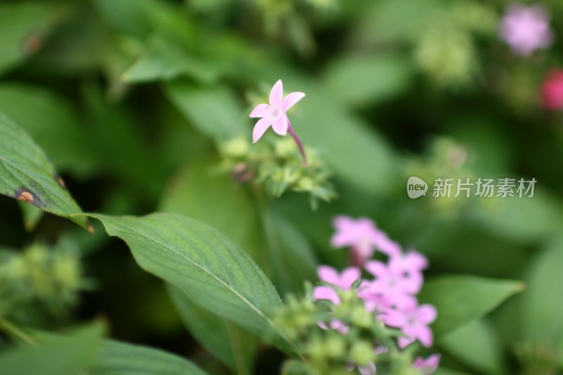 盛开的花朵