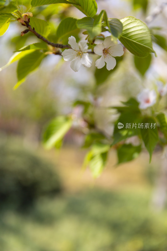 春季踏青春暖花开