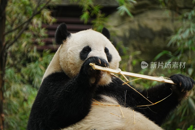 大熊猫悠闲进食竹子