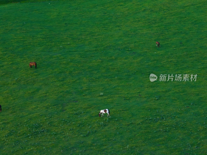 新疆北疆伊犁喀纳峻大草原鲜花台高空航拍