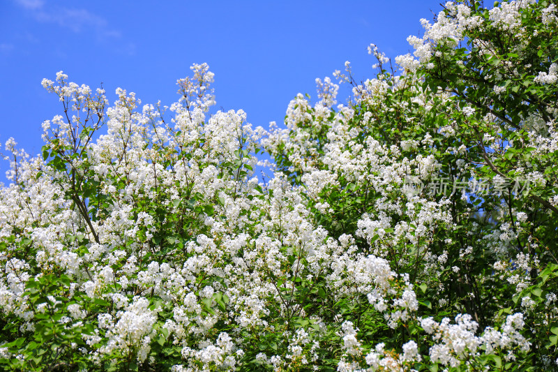 北京天坛公园丁香花