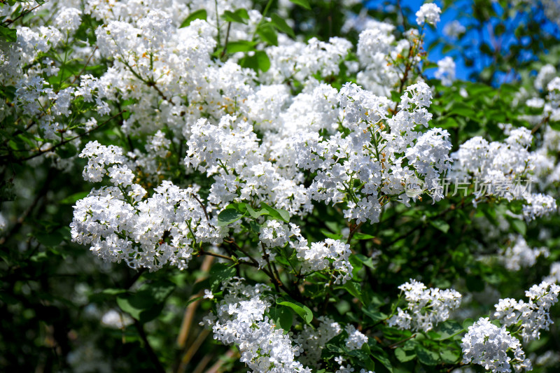 白色丁香花