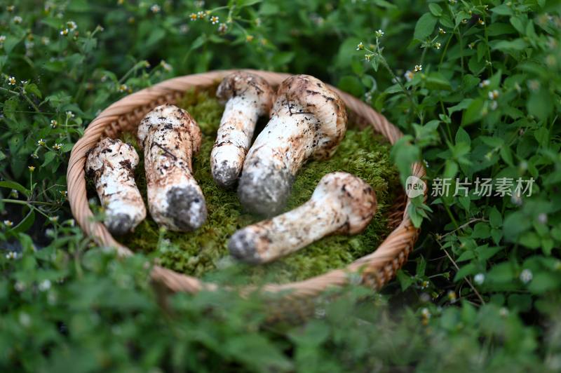 甘孜州野生松茸