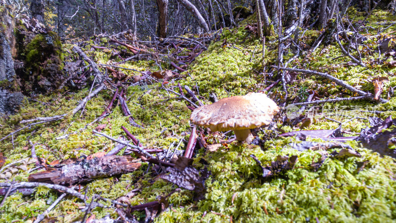 森林中生长的蘑菇特写镜头