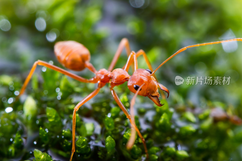 蚂蚁微距生态摄影
