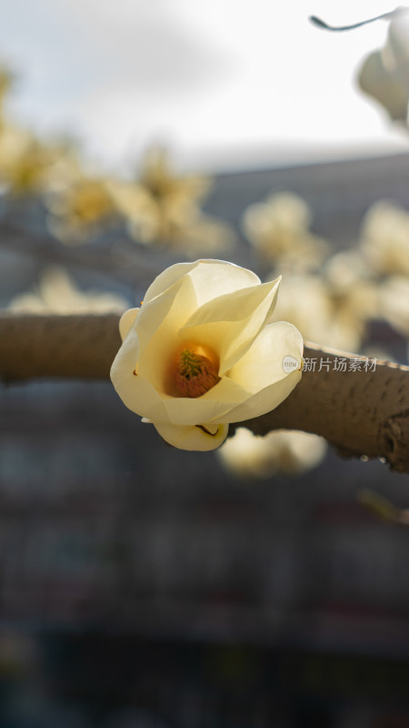 树枝上的玉兰花