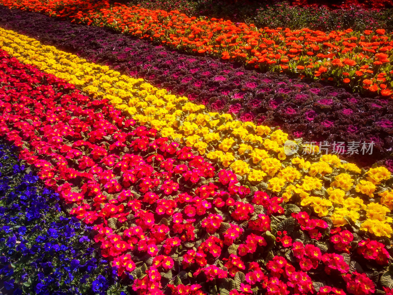 鲜花花朵摄影图