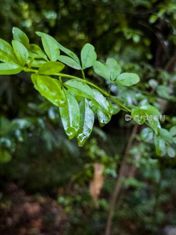 雨滴落在树叶上的特写镜头