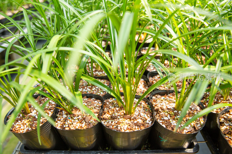 绍兴棠棣村春兰种植基地