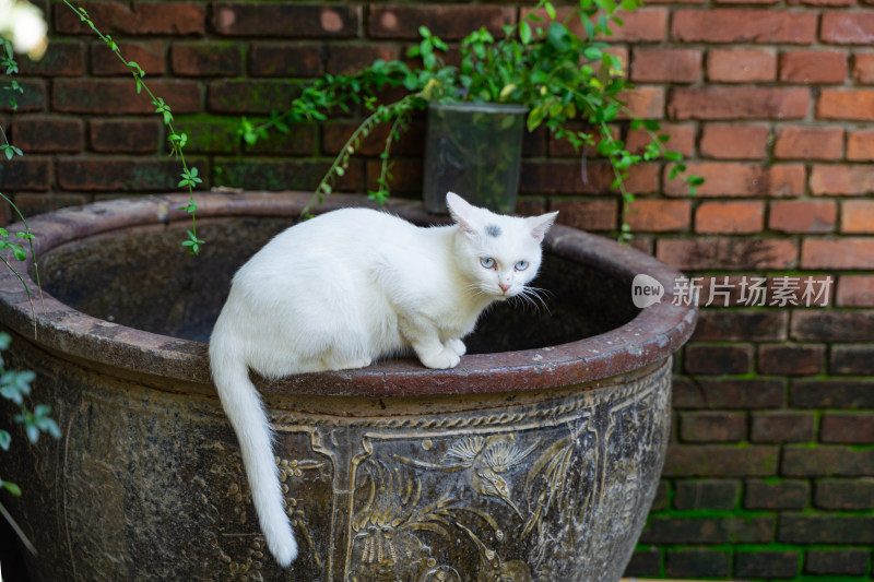 白猫在水缸上休息红砖建筑青苔