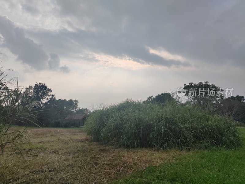 阴天旷野中植被茂盛的自然景象