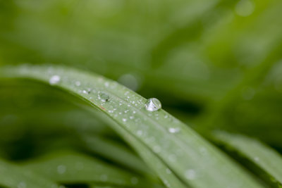 绿植叶子雨水露水露珠微距特写