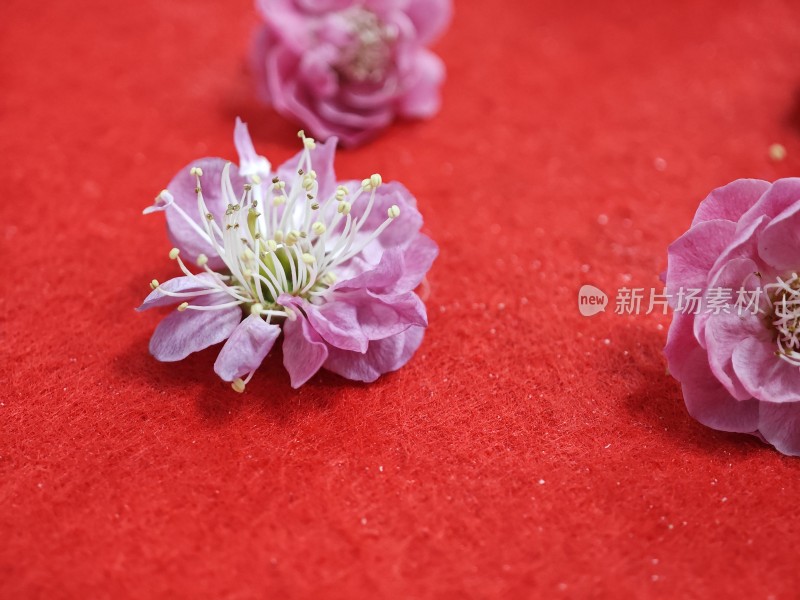 红色背景上的粉色花朵