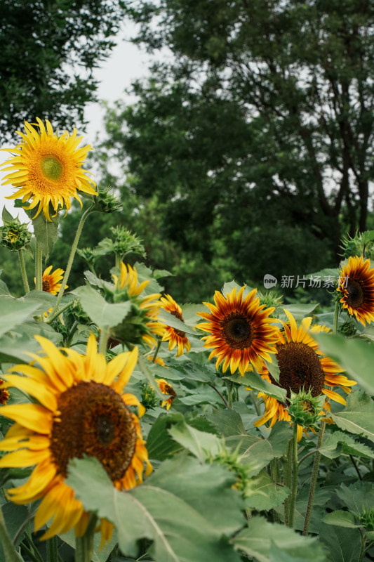 北京奥森公园向日葵