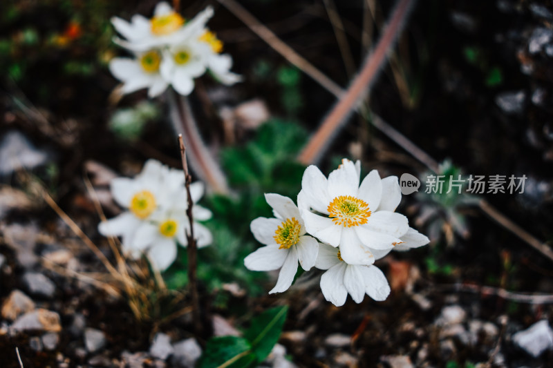 丽江玉龙雪山野生大花银莲花